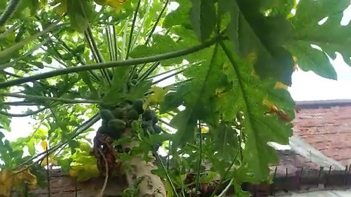 #Papaya Tree: A Tropical Wonder with Amazing Health Benefits