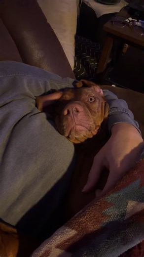 Cuddle bug #vizsla #vizslasoftiktok