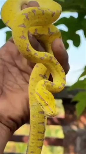 Ebt India on Instagram: "Caring for a Green Tree Python is a unique adventure. You'll need to create a warm, humid, tropical environment with a temperature gradient and 60-80% humidity. Daily misting is a must, along with a varied diet of rodents and a spacious vertical terrarium for climbing. Remember, these snakes have a "spicy" temperament, so observation is key, not handling. #yellowtreepython #greentreepython #pythonlove #pythonsnake #pythoncare"