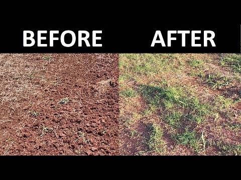 How to Plant Bermuda Grass from Sprigs DIY