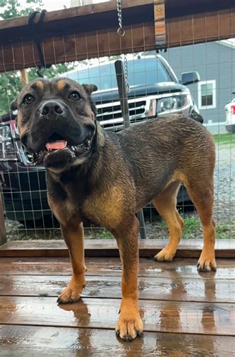 One of Thug’s hoodrats soaking in coconut oil before her bath! I am a sucker for those carbon fawns! Livin’ Large Pistol is looking good! #canecorso #livinlargecanecorso