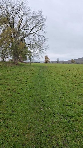 Some early morning slo-mo Bella 殺 | Street Dogs | Facebook