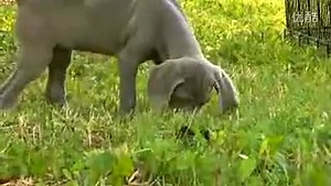 动物星球 Dogs 101 第一季 魏玛猎犬