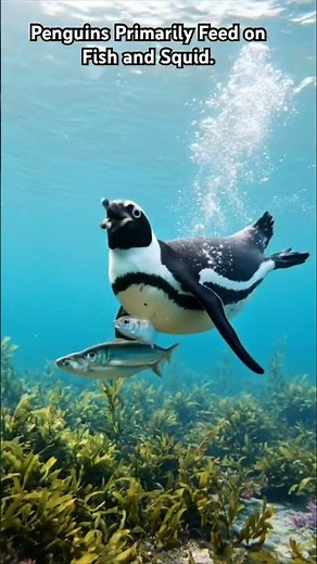 🐧🍽️ The Animal Kingdom | What Do Penguins Eat?