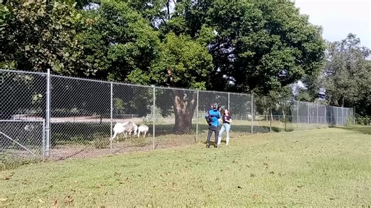 It was really cool that a reporter who focuses on local stories came out because the story will help connect us with our community, some have never heard about us. There were two segments released live right from the facility. The first focused on the plant sale. Fox 35 really wanted to keep the focus of this piece on 'Big O' becasue they knew it would help us reach our financial fundraising goal. It was all about the rescue. Our need, how far we have come, the length of time, etc.. | Crazy Crit