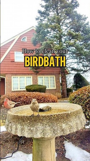How to clean your birdbath 🐦🍃 #birds #birdbath #dailycalm #relaxingvideo #nature ￼