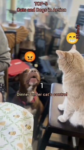 80K views · 2.1K reactions |  TOP-5 Funniest Cat and Dog Moments  A collection of hilarious situations where cats and dogs show their true nature: from food battles to silly antics. Guaranteed good mood! Subscribe for more funny videos! #CatsVsDogs #FunnyAnimals #Top5 #Pets #AnimalComedy | Вітер Падає | Facebook
