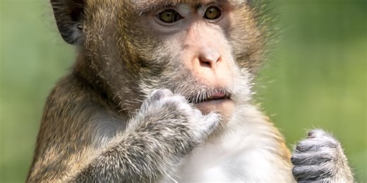 Black Pine Animal Sanctuary’s ‘Primate House’ needs new furnace