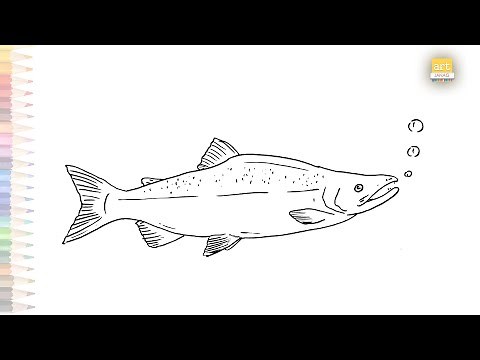 Sockeye Salmon fish drawing easy | How to draw Salmon fish step by step | Fish drawing tutorials
