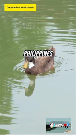 Fascinating Philippine Duck: Facts and Conservation Efforts