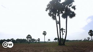 Tamil Nadu's palmyra palms are more than trees
