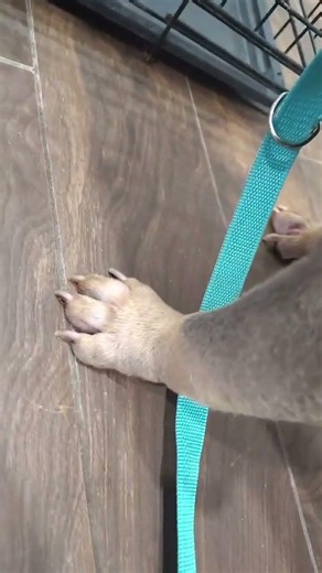 Near-Death Pup Left To Suffer In 95° Concrete Kennel For DAYS [STORY BELOW]