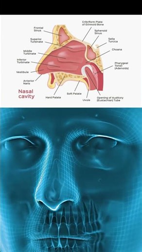 Eyes 3d Animation Anatomy Representation #anatomy #meded #animation #viral_video #shorts #3d