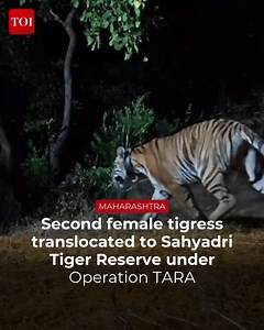 59K views · 205 reactions | #Kolhapur | Second female #tigress T7-S2 journeys 900 km from Tadoba to Sahyadri Tiger Reserve, marking a key step in #Maharashtra’s tiger recovery under Operation TARA. #Tiger #Tigress #WildAnimal | The Times of India | Facebook