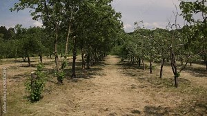 a large garden of trees in tuscany italy
