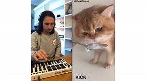 NumNum Cat | Know Your Meme