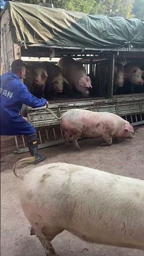 Pig Farmer Safely Loading Pigs into a Truck | Educational Purpose Only