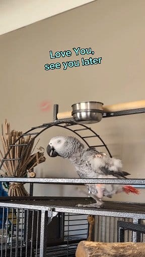 76K views · 4.2K reactions | The Cutest Goodbyes 梁 #talkingparrot #pet #animals #birds #cute #cosmothefunnyparrot #parrot #funny #Amazing | cosmothefunnyparrot | Facebook