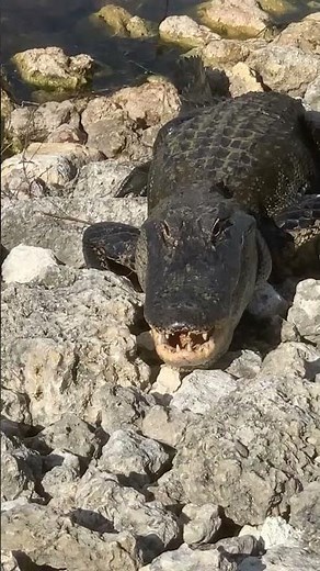 Wild American Alligator Spotted at Everglades Holiday Park Airboat Tours and Rides