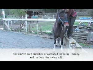 Training a Mule to Line Up at the Mounting Block for Riding