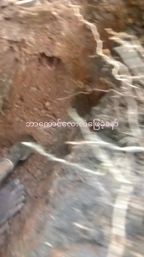 Curious Rodent in Its Natural Habitat