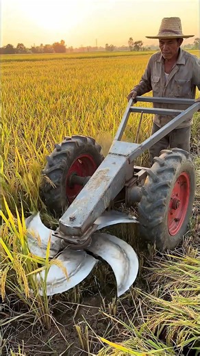 Sunset Field Harvest | Powerful Manual Rice Cutting Machine in Action