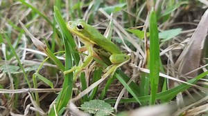 1.1K views · 48 reactions | Have you seen any green tree frogs lately? Learn more about them in this video with Museum Conservation Educator Deb Davis. | Mississippi Museum of Natural Science | Facebook
