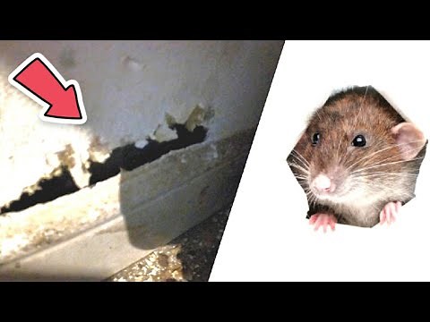 Comment les rats peuvent s'infiltrer dans vos maisons ?