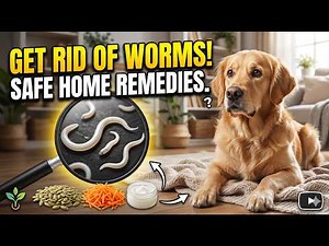 Home Remedies for Worms in Dogs: How to Treat Worms in Dogs Naturally
