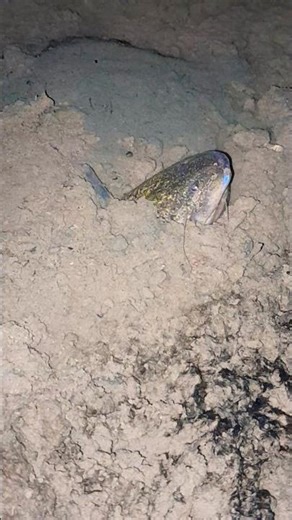 scary eel sticking its head out of the mud #scary #eel #videoshorts #youtubehomepage