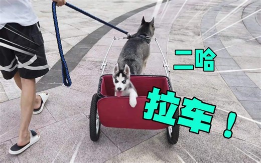 哈士奇祖传拉车，后继有狗了！
