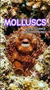 Molluscs: Shells, Tentacles, and Intelligence