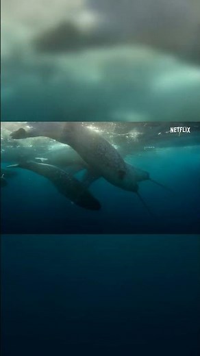 Our Planet Frozen Worlds Netflix_chapter_77