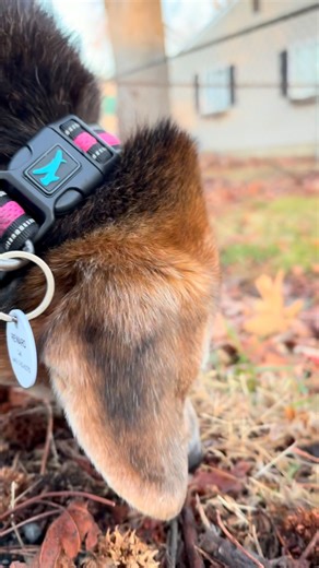 Ever wonder what a working beagle sounds like?  Snort snort… she’s on the job and hunting for bunnies. All pets deserve a granny, especially one who lets them work their nose.  Granny the Pet Nanny  Serving Southern Anne Arundel County  443-309-5359  wendy@grannythepetnanny.com | Wendy Collien | Facebook