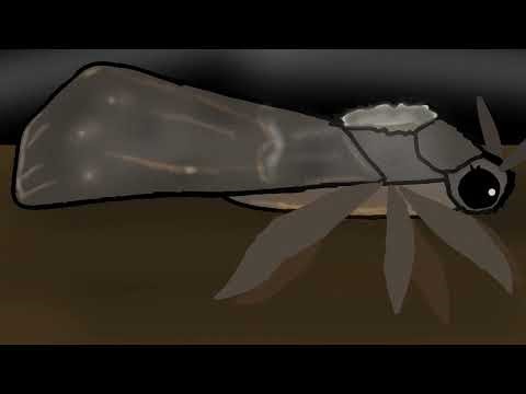 Test moth animation #moths