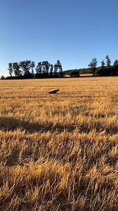 NANSA.- Ayer Nansa (Xenon/Vela, 26 meses) me regaló tres horas impagables en los centenos empacados. Cinco codornices difíciles, de septiembre, peonando sin el freno de la paja. Puestas a distancia, con clase, con calidad, sin fallos, perfectamente señaladas, ganando en el turno a su hermana Saja (que no es fácil) y a Cota (que tampoco es fácil). Algunas cosas no tienen precio…. como las tres horas de ayer en los centenos empacados….. #setteranglais #setteringlese #setter #coturnix #codornices |