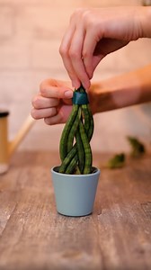 Genius hacks for successful plant growth. | 5-Minute Crafts