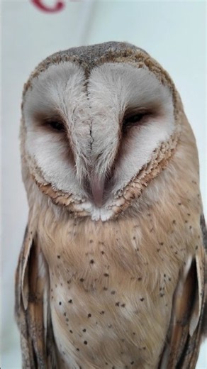 Barn Owl Up Close 🦉 | Look Into Those Eyes