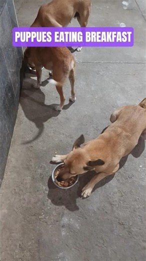 Dog Breakfast♡♡♡#shorts #cute #dogs #funnydog