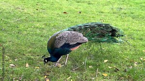 4K HD hand held video of one Male peacock standing on a grass in a local park eating. Peacocks are famous for their beautiful plumage.