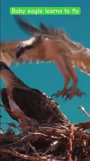 Baby eagle learns to fly #eagles #nature #wildlife #wildlifeanimals