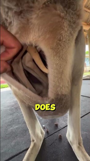 What does the kangaroo's pouch actually look like from inside?