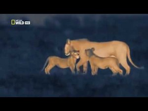 Africa at Night Time (Nightvision Cameras) | Animals & Nature Documentary | National Geographic