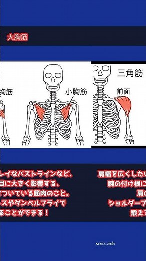 [Muscle parts] Introducing the names and functions of the muscles in the upper body! | Complete e...
