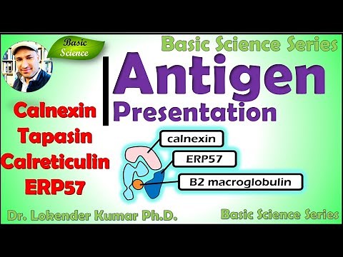Antigen presentation | Endogenous pathway | Immune system | MHC-Class-1 | Basic Science Series