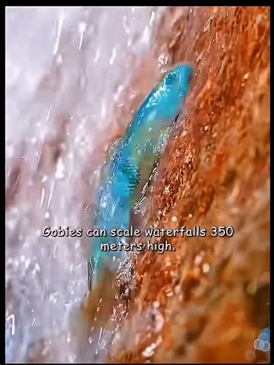 1.1K views | Creature of the day: The Gobie    A gobie (or goby)...