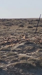 Fast, but not really furious, swift foxes got their name for a reason — they can run up to 25 miles per hour! Even though they’re the smallest canine in North America (even smaller than house cats!), swift foxes make a big impact on the environment. Across the plains they either dig their own dens or modify holes made by prairie dogs and badgers. Once a swift fox family is ready to move to a new location, their abandoned dens serve as homes for many other animals. Today, swift foxes are found in