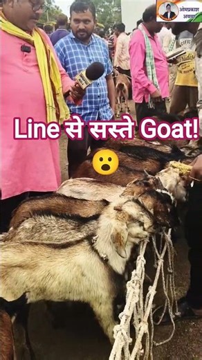 👆Full video ऊपर ||Basna CG Goat Market 🐐 | Line से लगे सस्ते Goat! 😮
