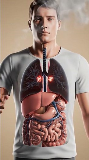 Inside the Human Body: Smoking Effects Explained in Ultra-Realistic 3D | Inside Digestion 3D