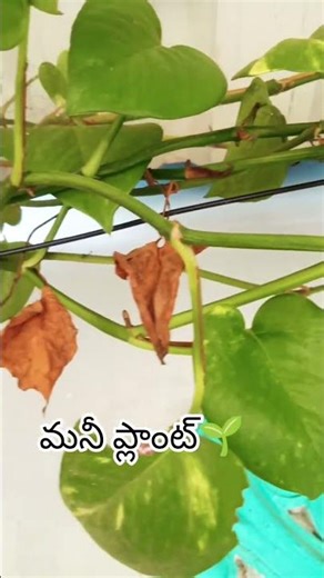 Benefits Of Money Plant In Our Home🌱#moneyplant